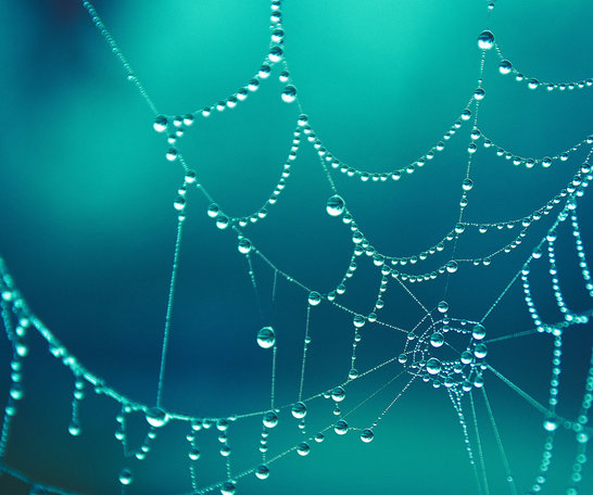 Spinnennetz Makroaufnahme mit Wassertropfen