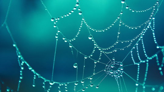 Spinnennetz Makroaufnahme mit Wassertropfen