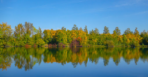 Wald mit See