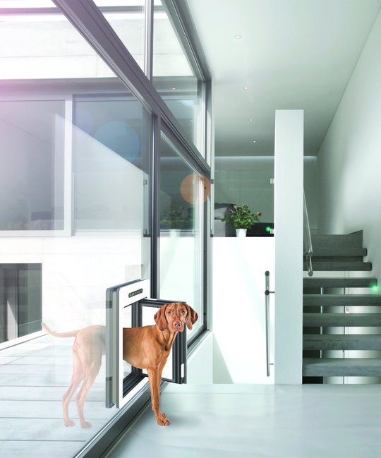 Tiertür Modern Hund
